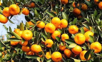 松针保鲜柑桔：简易方法让鲜果持久新鲜！