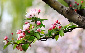 梧桐花能吃吗？老中医揭秘其养生功效