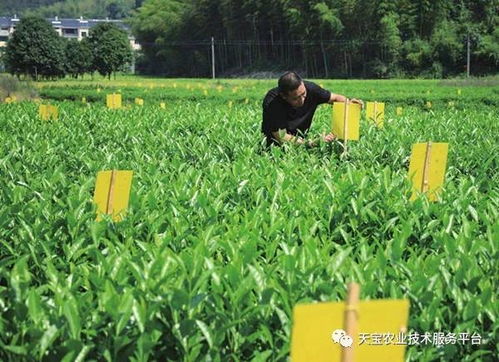 防治黄蚜， 春季是关键