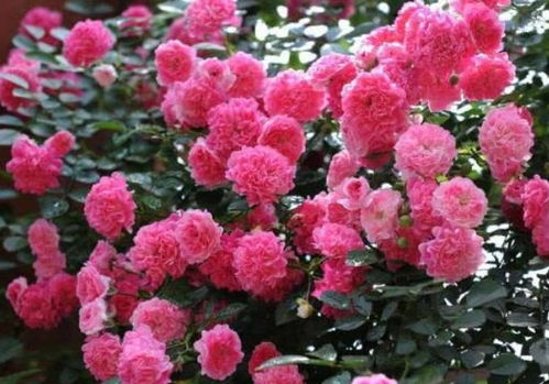 蔷薇花的生长环境揭秘