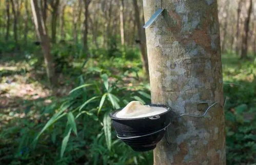 橡胶泡水里不会烂