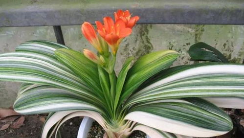 君子兰开花时间一般是几点钟？附赠催花小妙招