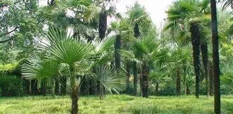 郁金香种子的发芽温度:低温是关键