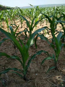 除草剂的种类与作用