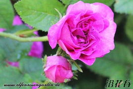 克雷西美人月季的花期揭秘