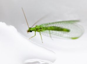 夏天小飞虫烦恼？快来学学这些灭虫招数！