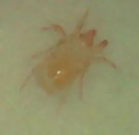 甲维盐防治哪些害虫