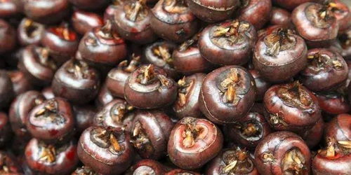 小黑豆的种植技巧，你知道吗？