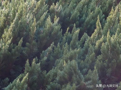 松柏的坚韧与人的精神