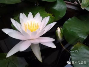 家里养睡莲还是碗莲？哪种梗适合，有何讲究？