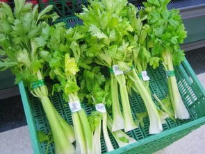 秋季蔬菜种植，丰富你的餐桌