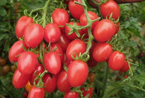 小圣女果播种， 阳光下的秘密