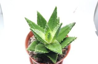 不夜城芦荟养护多久才能开花？有哪些种植技巧需要注意