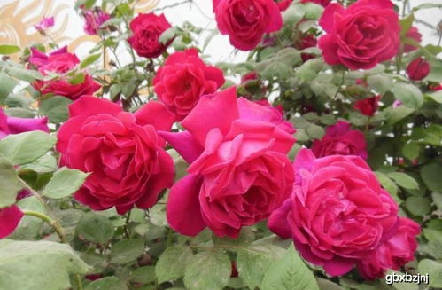 月季修剪，让每一枝者阝茁壮成长