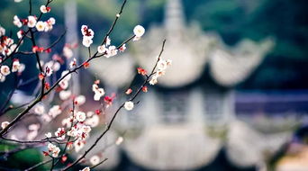 “水仙梅花（追寻自我）的内涵和象征意义是什么