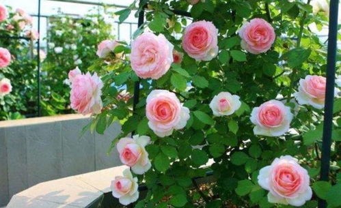 浇水有讲究，适度不宜过多