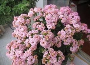 土壤选择：长寿花喜欢什么样的土壤？