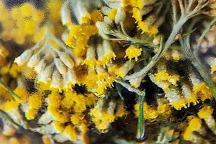 青黛：天然植物染料，爆款花卉必备！