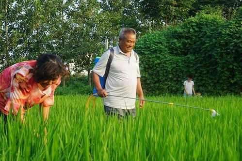 树木的保护神：无害除草剂大揭秘