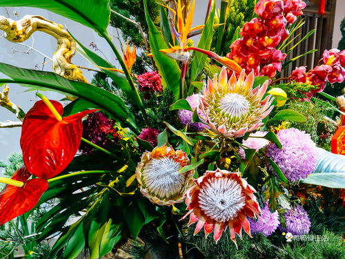 麒麟掌绽放，花界新宠！