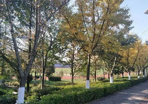 浇足封冻水， 防止苗木冻伤