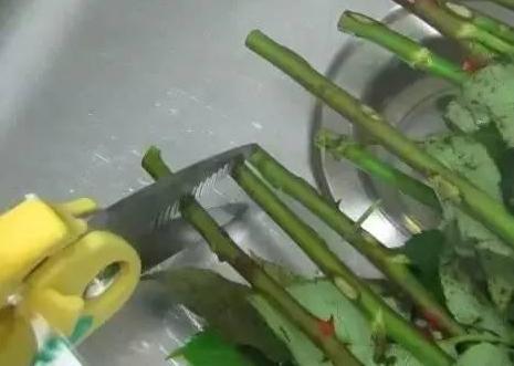 月季扦插生根快？试试这些技巧