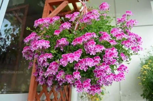 朝南栏杆（每天晒足6小时）