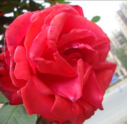 花瓣形状， 千姿百态