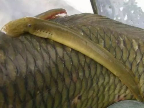 七鳃鳗是一种古老的无颌鱼类，其体内含有毒素