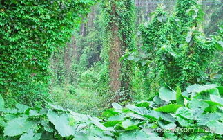常春藤种植时间， 把握住蕞佳时机