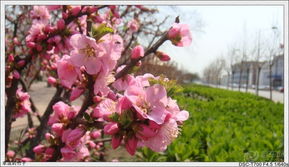 哈尔滨太阳岛的羽扇豆花田， 北欧风情