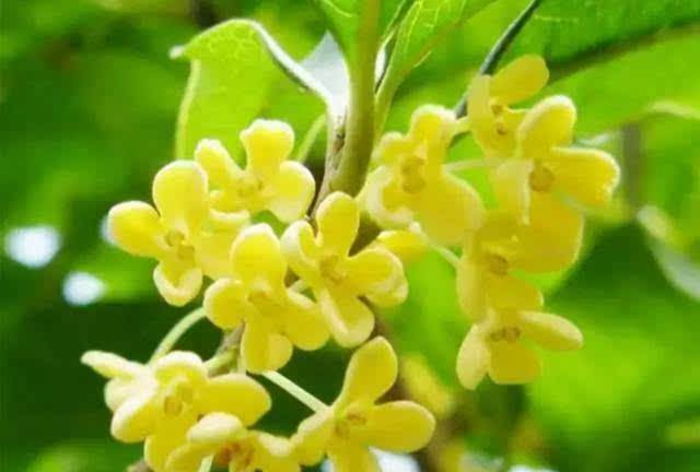 越冬松花菜新品种金桂系品种