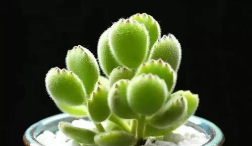 熊童子夏天多久浇一次水？浇水方法及注意事项有哪些