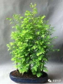 水杉盆景修剪， 揭秘蕞佳时机与技巧