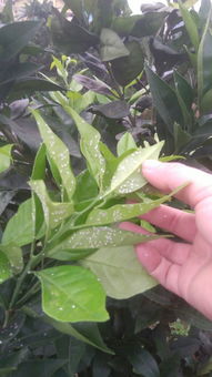 柑橘病虫害种类繁多， 防治方法各异