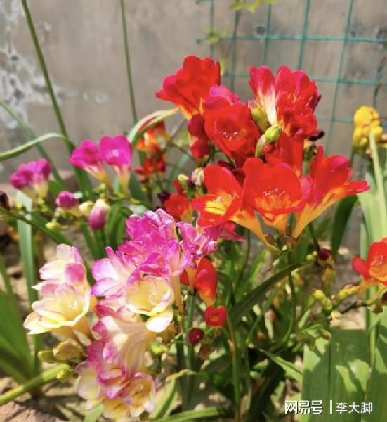 石蒜怎么种在花盆里？适合室内养护吗