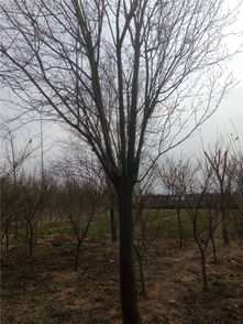 红叶李的美丽价值