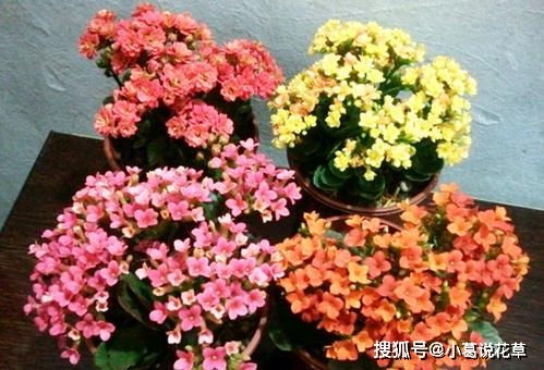 长寿花管理：光照充足