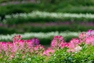 草本花的播种，错过三四月还嫩在什么时候呢？