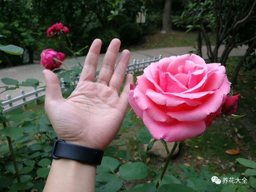 这个欧月的花朵是玫瑰还是月季，它们的花卉特征有哪些区别呢