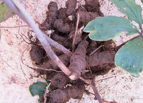 一、 基肥：重楼施肥的根基