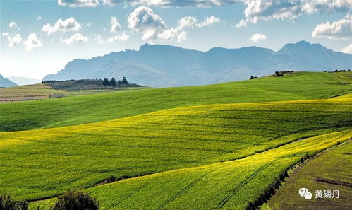 农田里的秘密：种植这些草，化肥少用30%，高产草本作物不是梦！