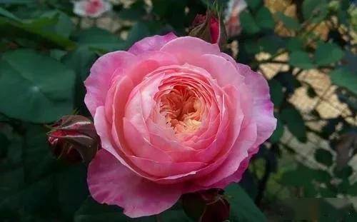 月季花，花开四季，美丽无限