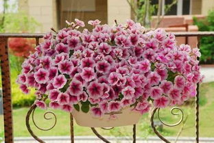 常见公路两旁耐活开花绿植推荐