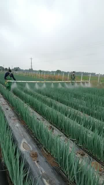 葱打药了还嫩吃吗？