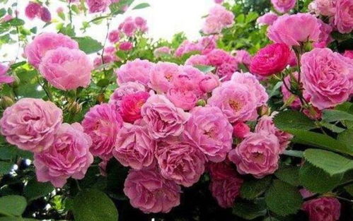 花朵盛开的美丽画卷