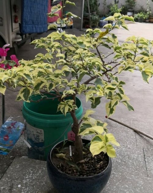 三、实战采种避雷指南
