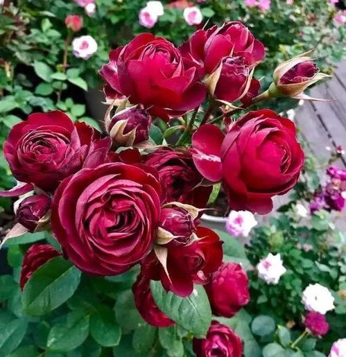 刺蔷薇与白玉堂的邂逅