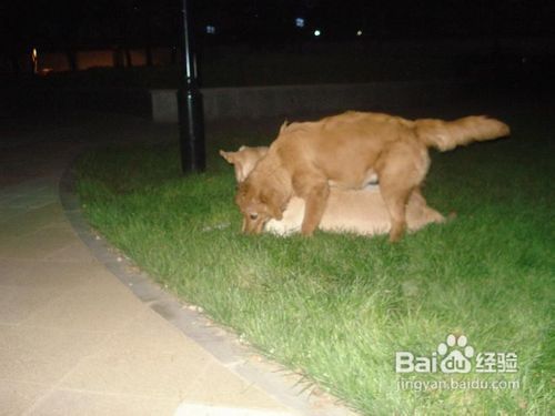 被褥处理， 彻底清除跳蚤