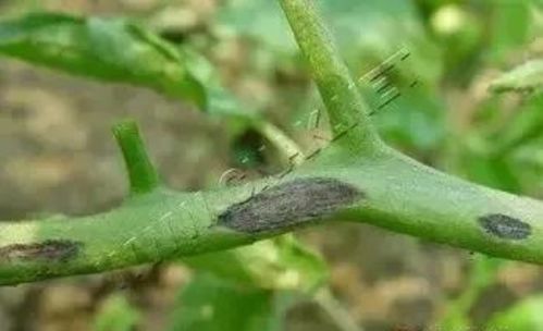 代森锰锌喷洒可以防治哪些作物病害？